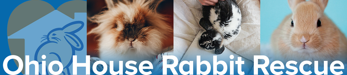 Home - Cat & Rabbit Rescue Center