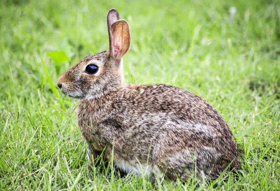 wild bunny care