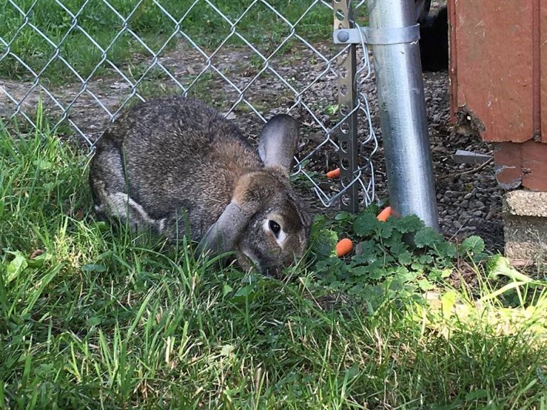 Conseils pour attraper un lapin errantOhio House Rabbit Rescue Chad Wilken