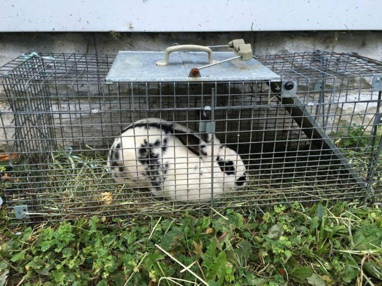 Conseils pour attraper un lapin errantOhio House Rabbit Rescue Chad Wilken