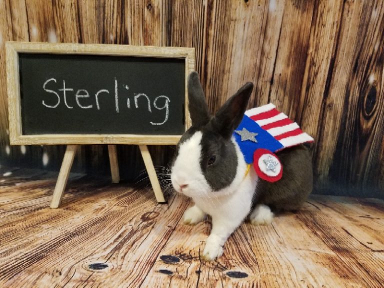 69163734_800x600 Ohio House Rabbit Rescue