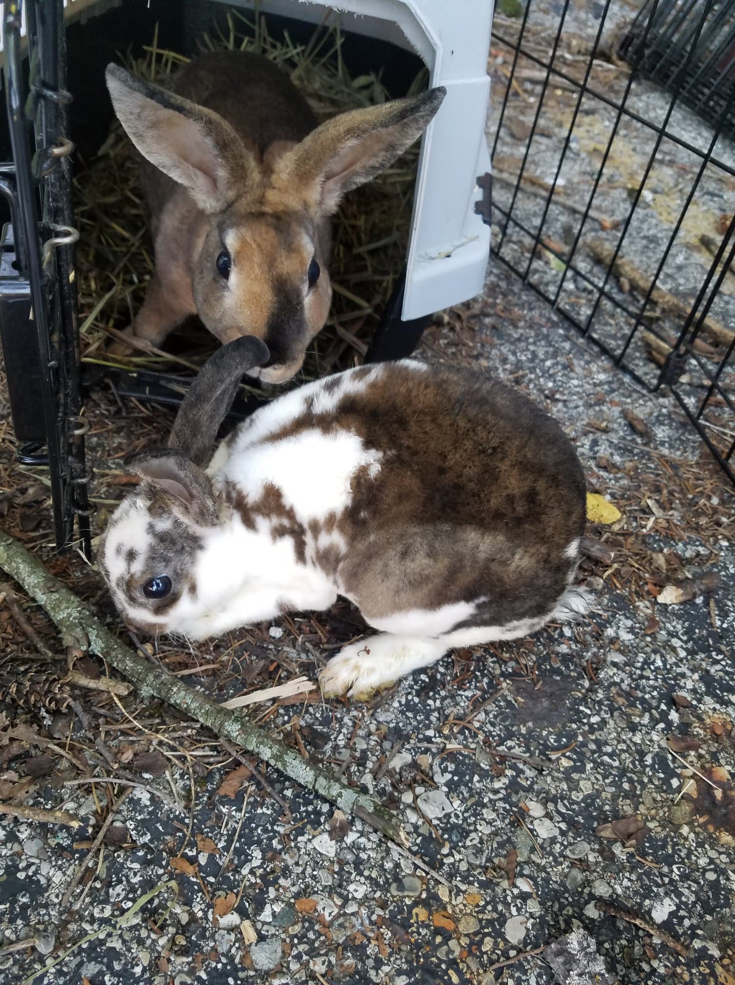 67451982_2413246515599627_1351381747102646272_n Ohio House Rabbit Rescue