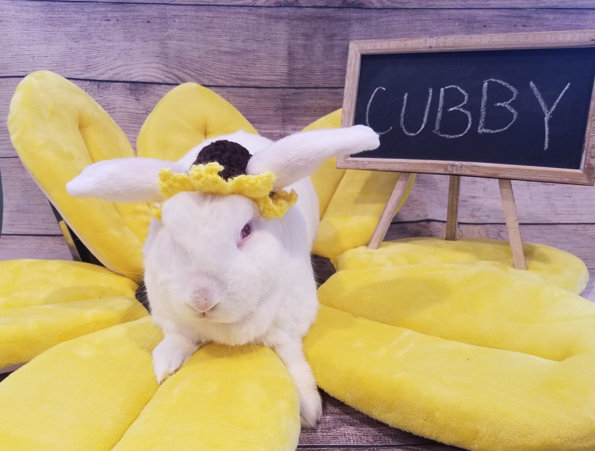 68389794_894916634208650_1650599521475887104_n Ohio House Rabbit Rescue