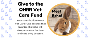 Read more about the article Help Bunnies like Echo by Giving to the Vet Care Fund
