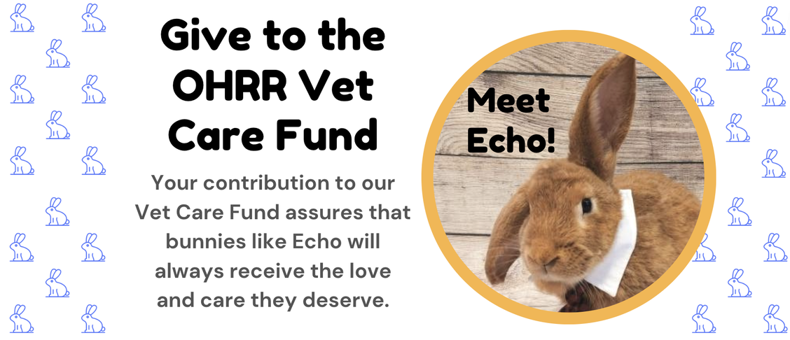 You are currently viewing Help Bunnies like Echo by Giving to the Vet Care Fund