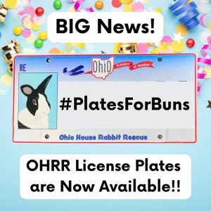 Read more about the article OHRR License Plate: Learn How To Order Your Plate Here! (FAQ Included)