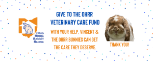 Read more about the article Help Bunnies like Vincent by Giving to the Vet Care Fund