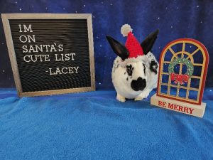 Read more about the article Join OHRR’s 2023 “Do You Hare What I Hare?” Celebration for the Bunnies!