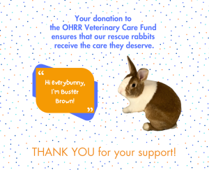Read more about the article Your donation will be matched! Please donate today to our Vet Care Fund