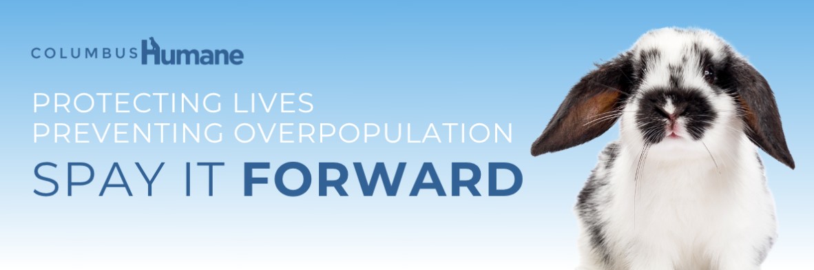 You are currently viewing Support Spay It Forward – Help Rabbits in Central Ohio