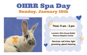Read more about the article OHRR Bunny Spa Day is Sunday, January 18th