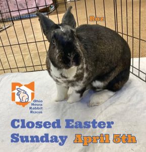 Read more about the article Adoption Center Closed on Sunday for Easter